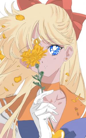 Sailor Venus ist die erste Kriegerin, die von der Mondkatze Artemis wiedererweckt wird; ein Jahr vor Sailor Moon und den anderen Inner Senshi. Dennoch ist sie die letzte der Sailor Kriegerinnen, die zu Sailor Moons Kernteam hinzustößt. ( Anime)